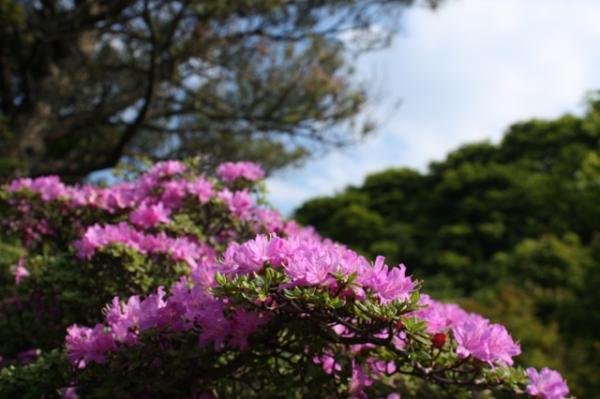 今日は三俣山南峰を目指します。綺麗に咲いていることを期待して出発。
