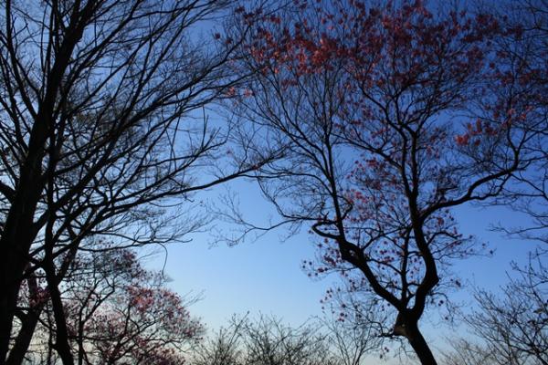 アケボノツツジが咲く、諸塚山へ。