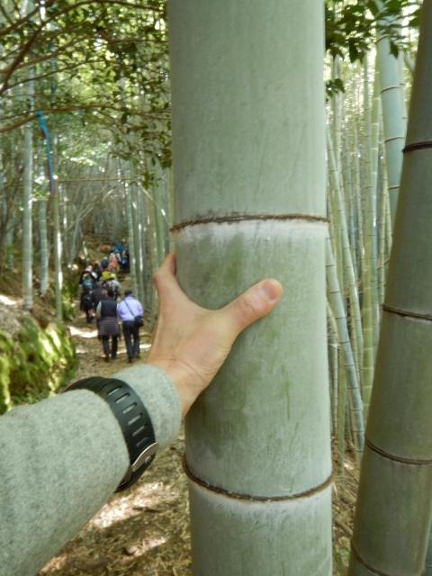 美しい竹林があるみやま・清水コースへ。