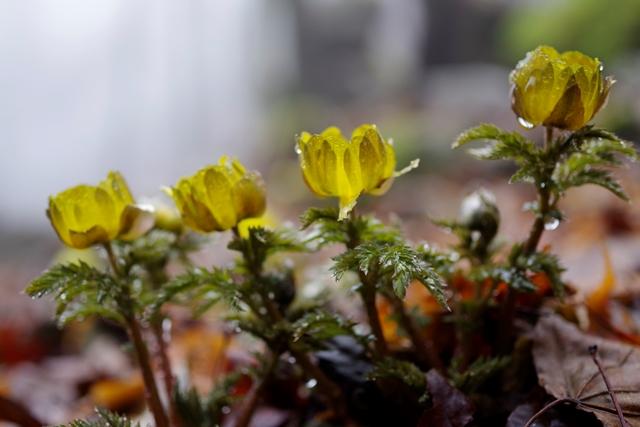 フクジュソウ。今年も春になると行きたくなります。