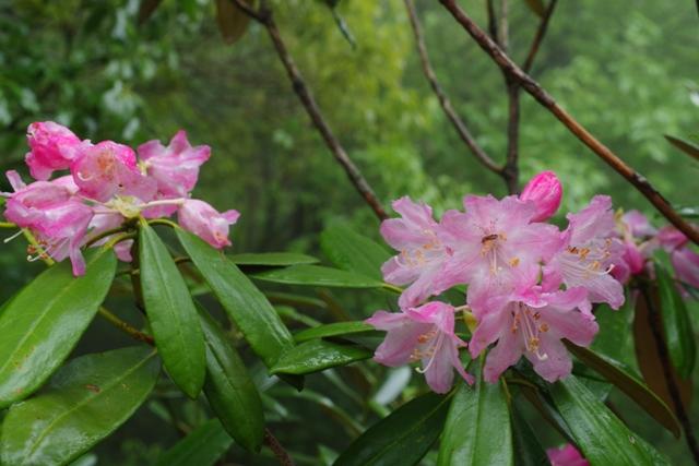シャクナゲの季節です。きれいなピンクを見たくて英彦山へ。