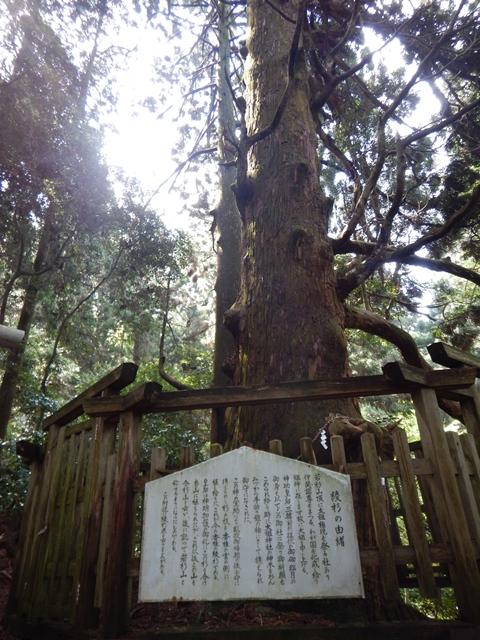 大きな綾杉。