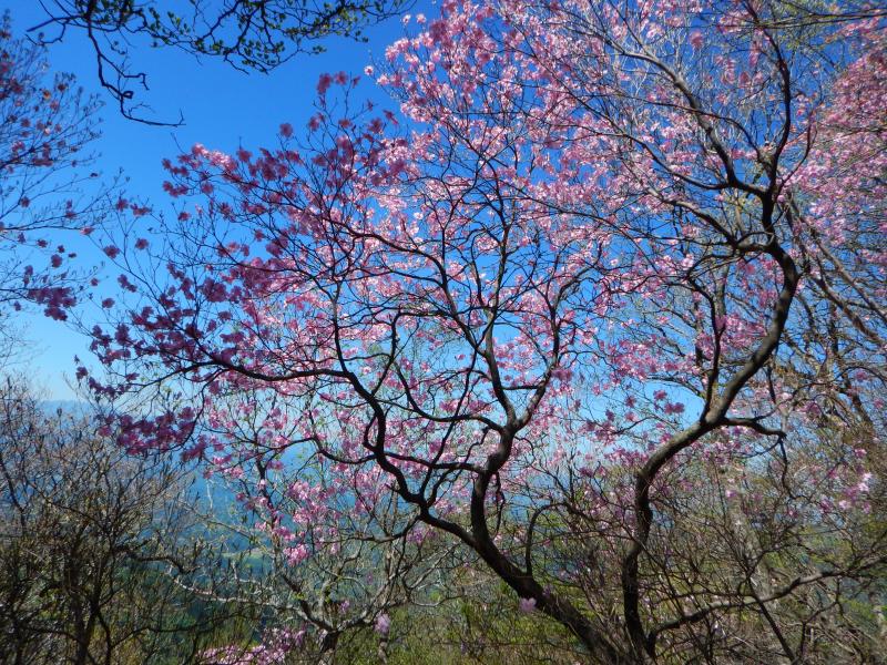 アケボノツツジが咲く祖母山へ。