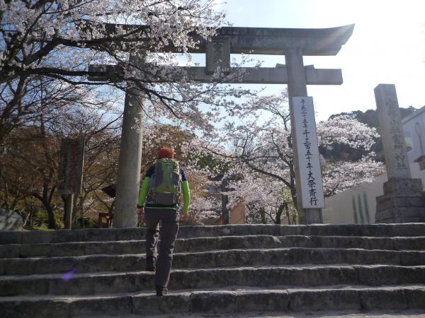 かまど神社　桜が満開