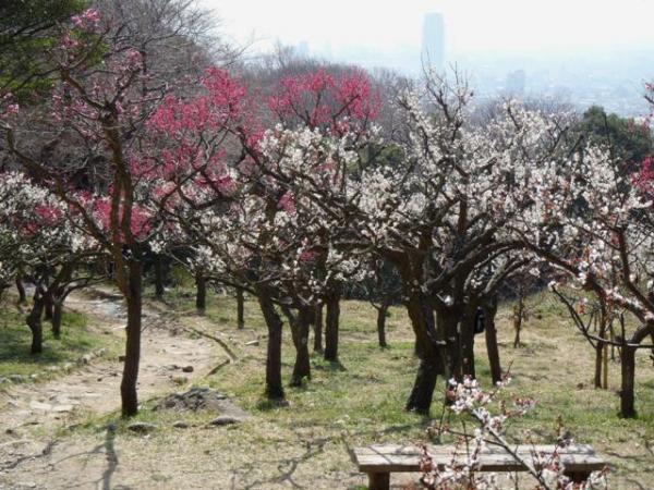 保久良神社の梅林