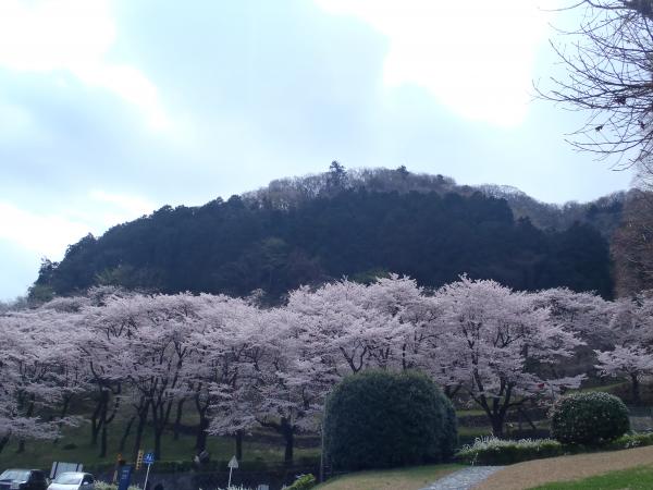 桜満開城山へ