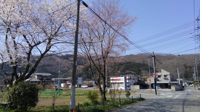 野上駅付近より。桜もチラホラ。今回歩く長瀞アルプスを望む。あの稜線を右から左へ歩きます。