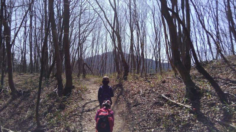 長瀞アルプスの雑木林から、宝登山が見えてきます。