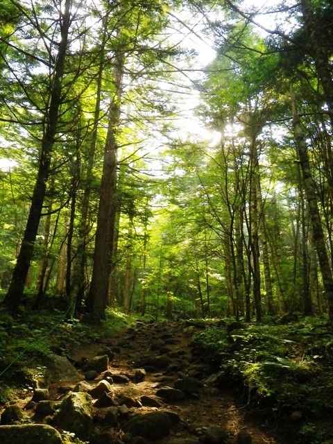 南沢の樹林帯。北沢よりも自然な感じがします。