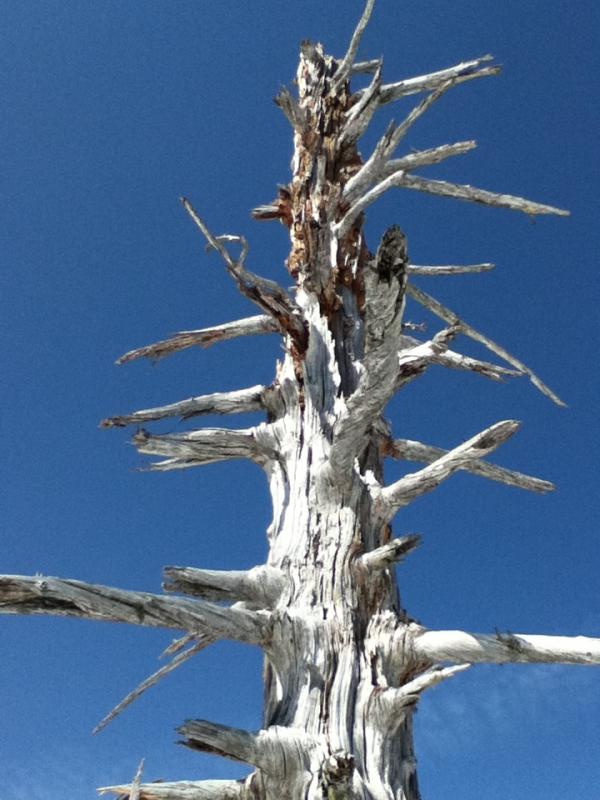 頂上付近、立ち枯れの木がかっこいい！