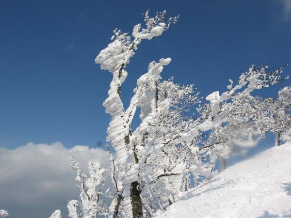 奈良県高見山・霧氷登山で有名です