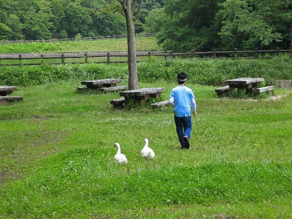 子どもの森にて。なぜアヒルを連れているのでしょう？？