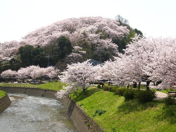 地元で知られる桜の名所「三室山」