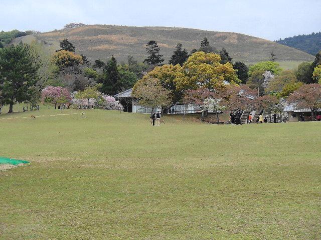 若草山や春日大社の後ろに広がるのが春日山原始林