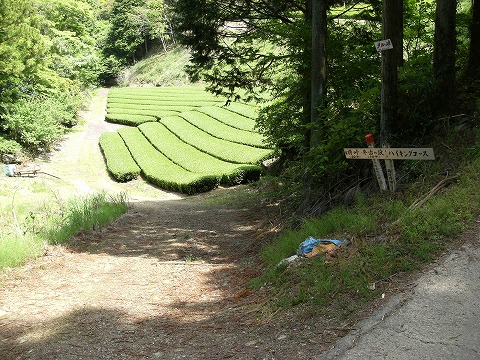 登山口は茶畑の脇です。