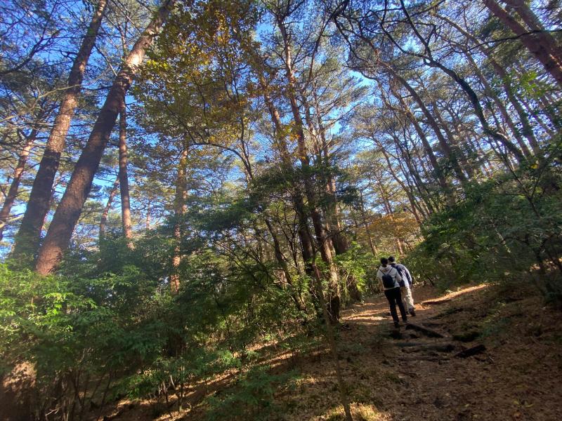 美しい松林の中を下山。