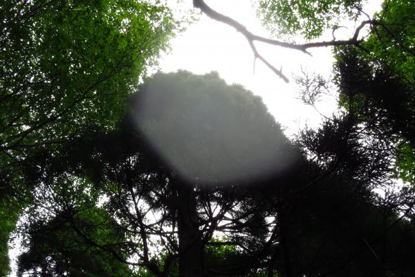 ブナがたくさん生えた植生の豊かな森でした