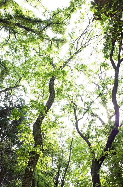 新緑ハイキングが楽しめました。