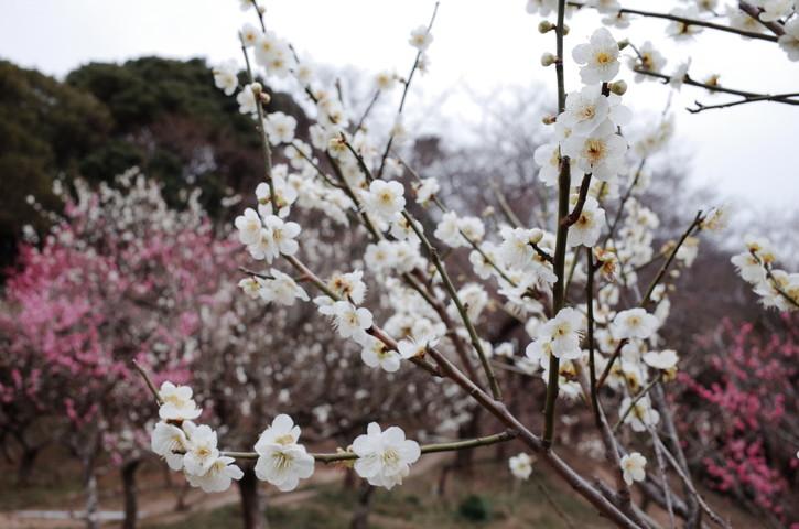 白とピンクの花が咲き乱れる保久良神社。
