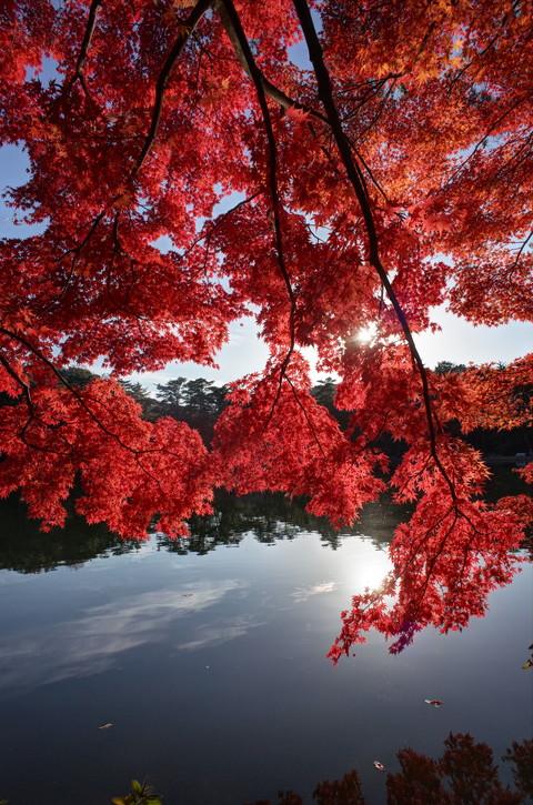 再度公園の紅葉。これからが見頃です。