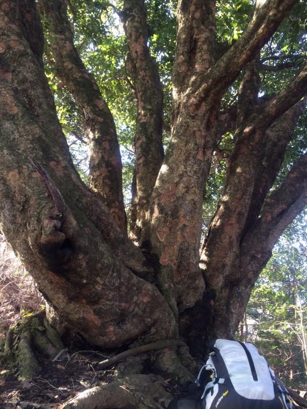 鬼ヶ島のマザーツリー アカガシの巨樹