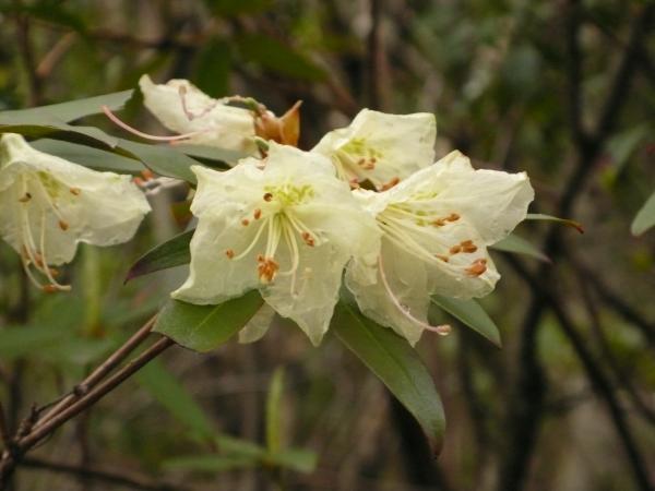 ヒカゲツツジを探しに