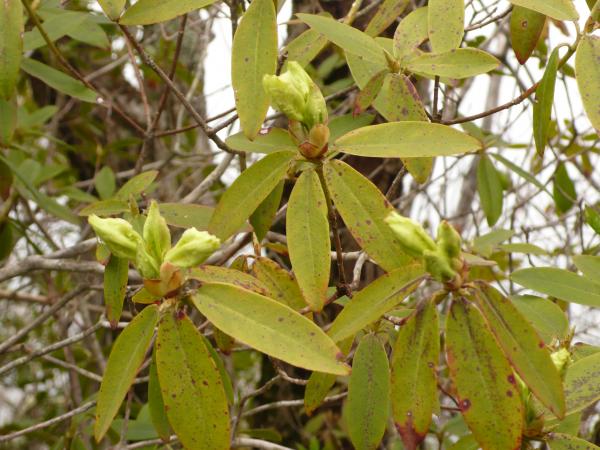 ヒカゲツツジのつぼみ。人吹きすれば開きそうなのに。