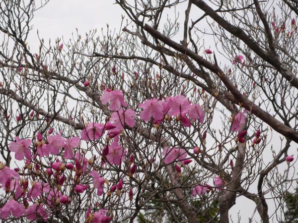 アケボノツツジが何とか見られました。