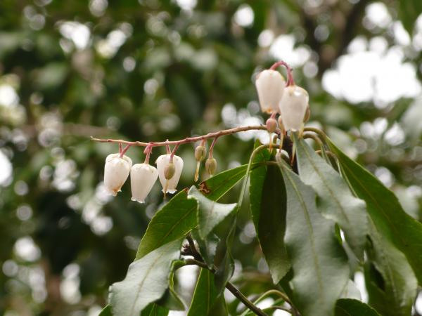 かわいらしい花、これはアセビ（馬酔木）ですね