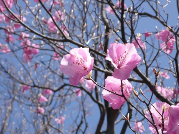 宮崎の名峰へ花探しに