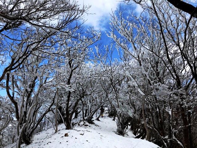 霧氷の聖地的存在「高見山」