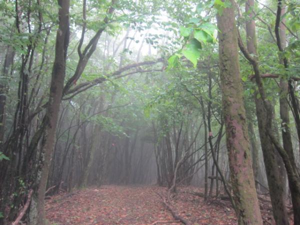 思いがけず、霧の九州自然歩道を味わえました。