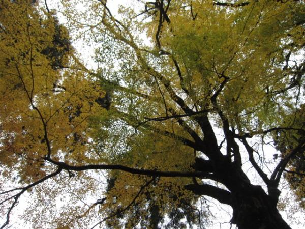雷神社中宮のイロハカエデ　推定樹齢４００年以上だそうです