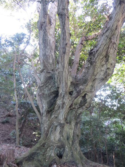 季刊「のぼろ」vol.3に掲載されている「イヌシデ」の巨木に出会いました