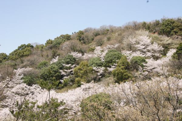 桜がきれいに咲いていました。