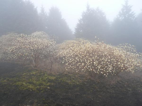 幻想的な風景です