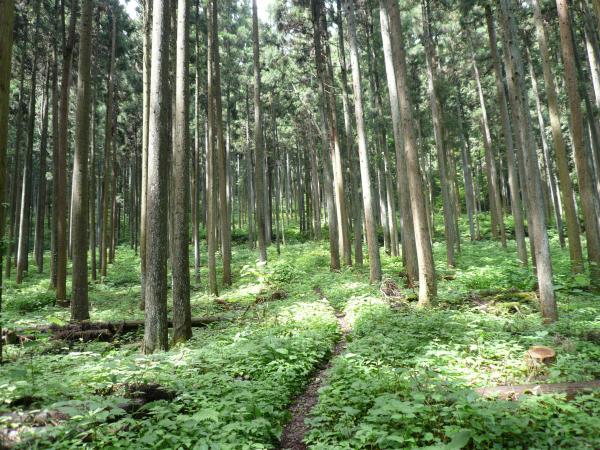 木漏れ日が綺麗な人工樹林を越えるとすぐに急登が始まります