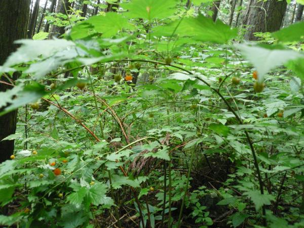 下山中にも木イチゴが。