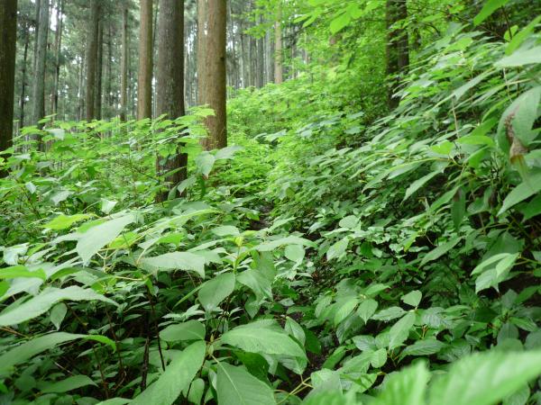 藪ですっかり覆われています