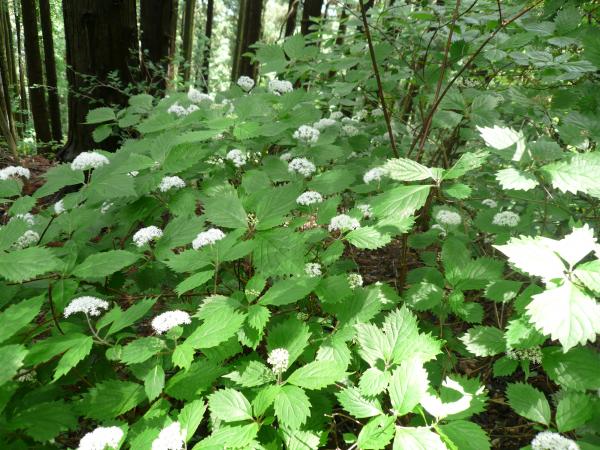 尾根ではお花も満開です