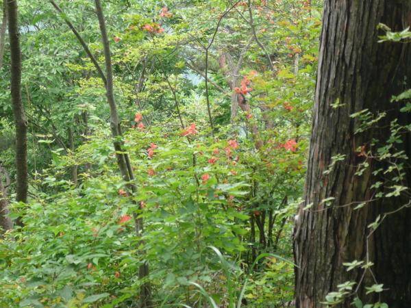 山ツツジが咲いていました