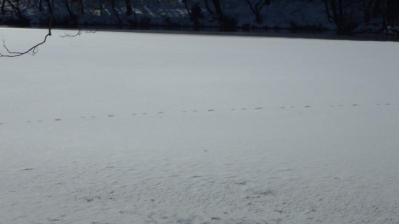 凍った男沼の上にウサギさんの足跡が！