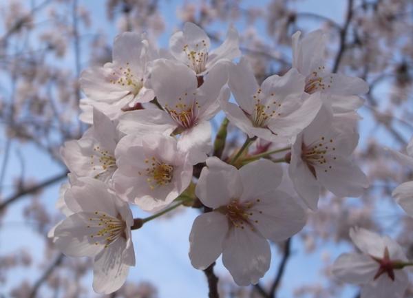 海抜200ｍは花盛り