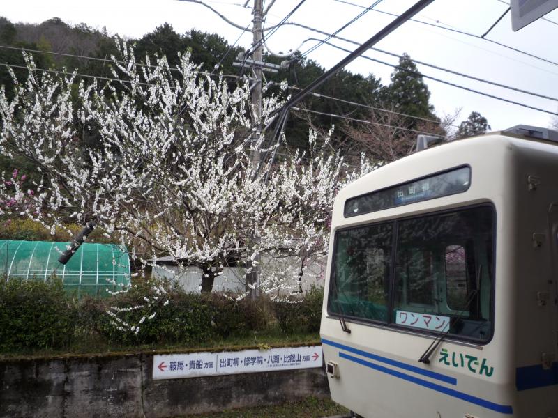 叡山電鉄『市原駅』　梅がとても綺麗でした。