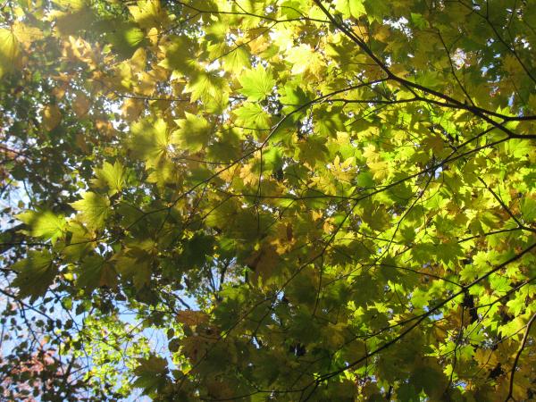 色づき始めた葉に日が透けて綺麗(^^)