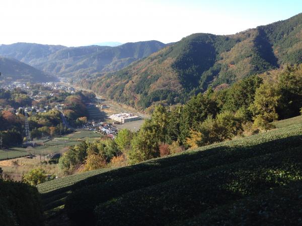 寄からの登山口は茶畑をよこぎります