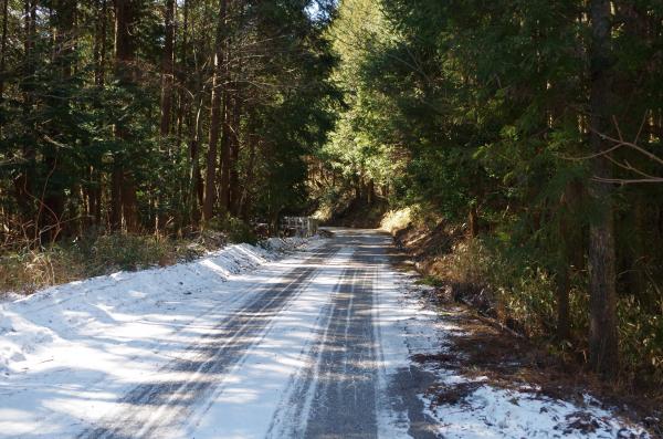 凍結した林道。下りに何度も滑りました。