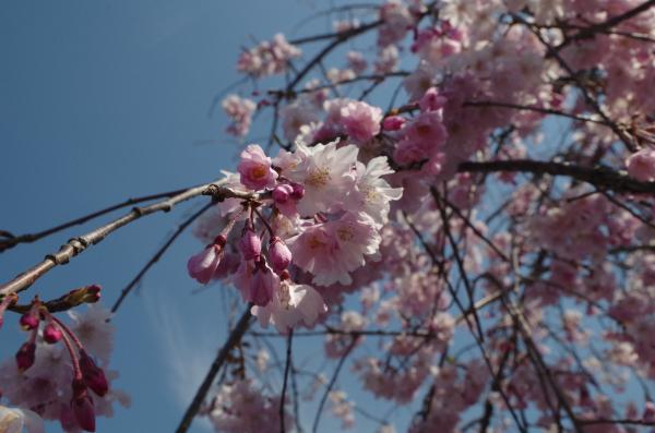 今が旬の桜。