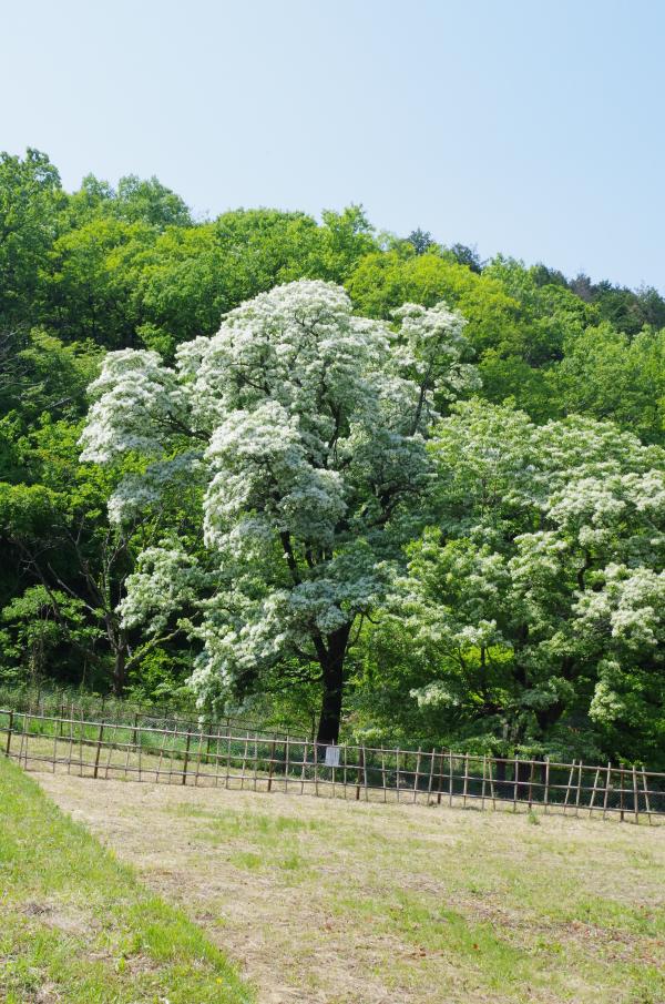 ヒトツバタゴは自生するのが、この木曽川周辺と長崎の対馬だけの珍しい木です。