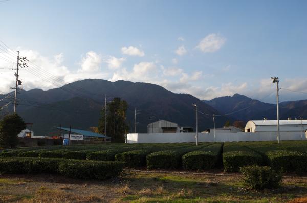 大久保からの茶畑越の入道ヶ岳。右端の柱に付いているのが霜取の風車。サーモスたっど付だそうです
